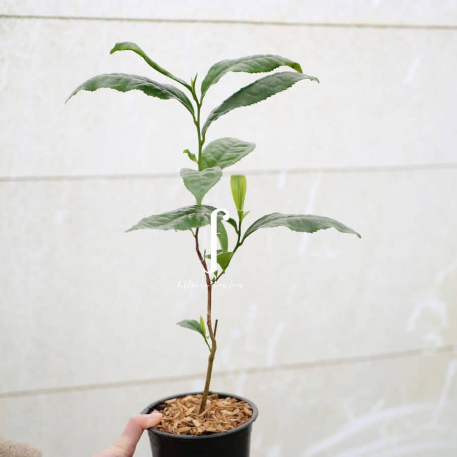 Yunnan Daye BIO de Bretagne