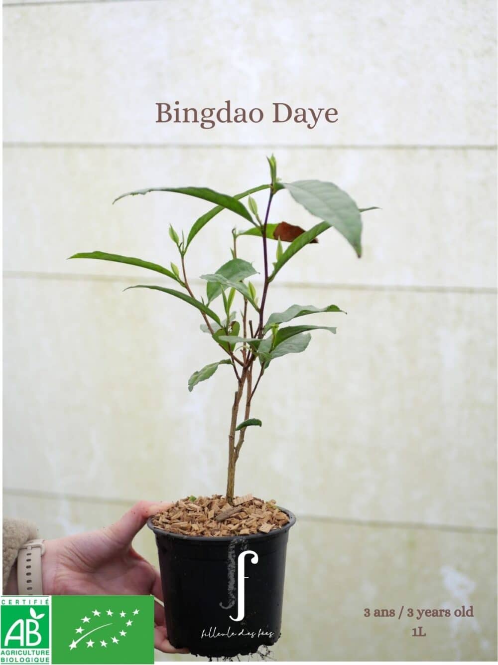 Bingdao Daye - thé Pu-Erh- thé sombre - cultivar issu de l'agriculture biologique - Daye - Yunnan