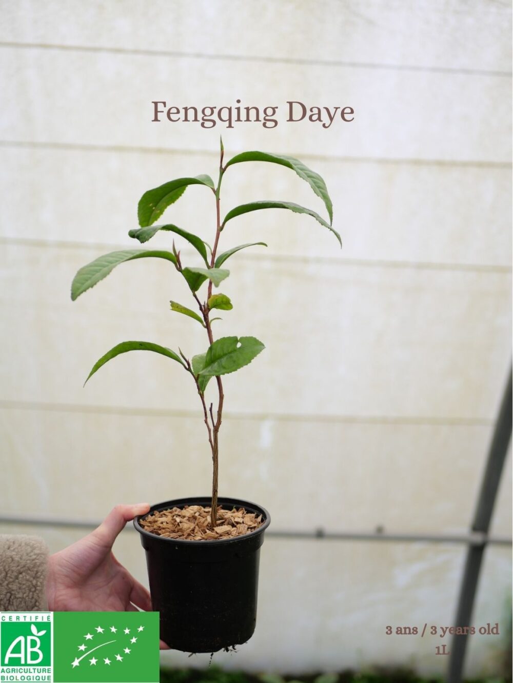 Beginner's Kit - 6 Tea Plants - Image 4