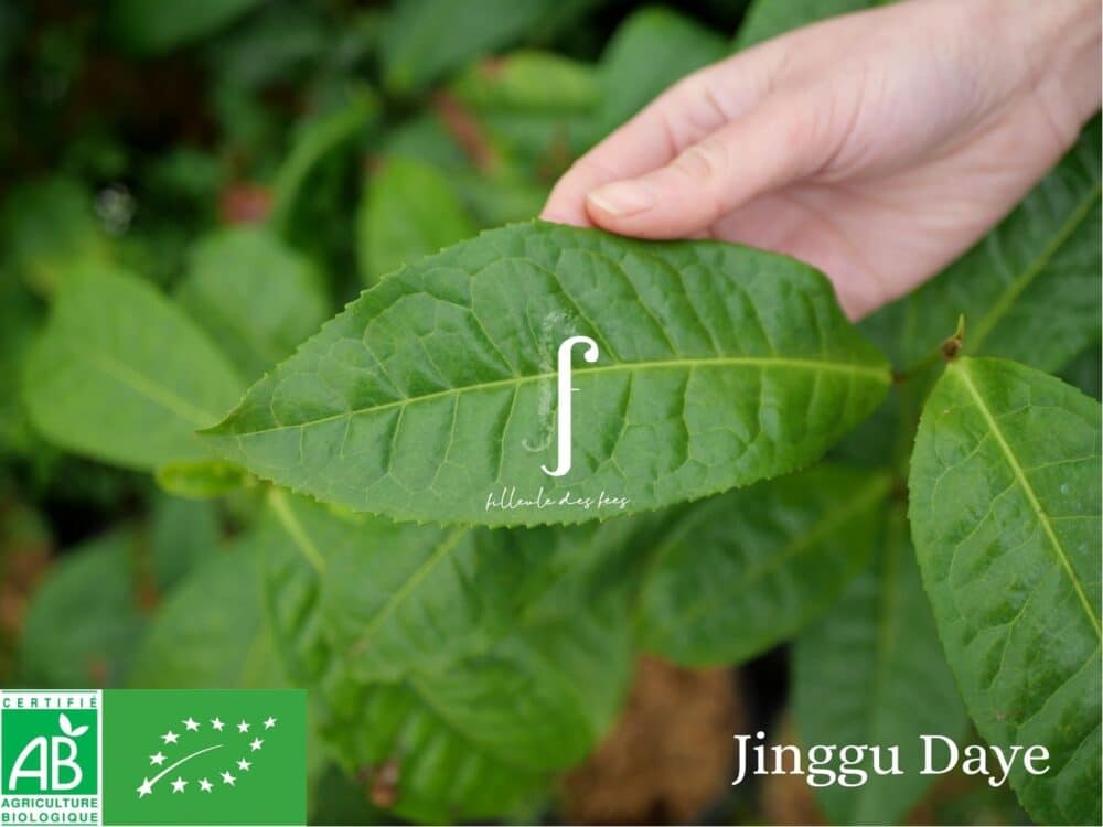Beginner's Kit - 6 Tea Plants - Image 13