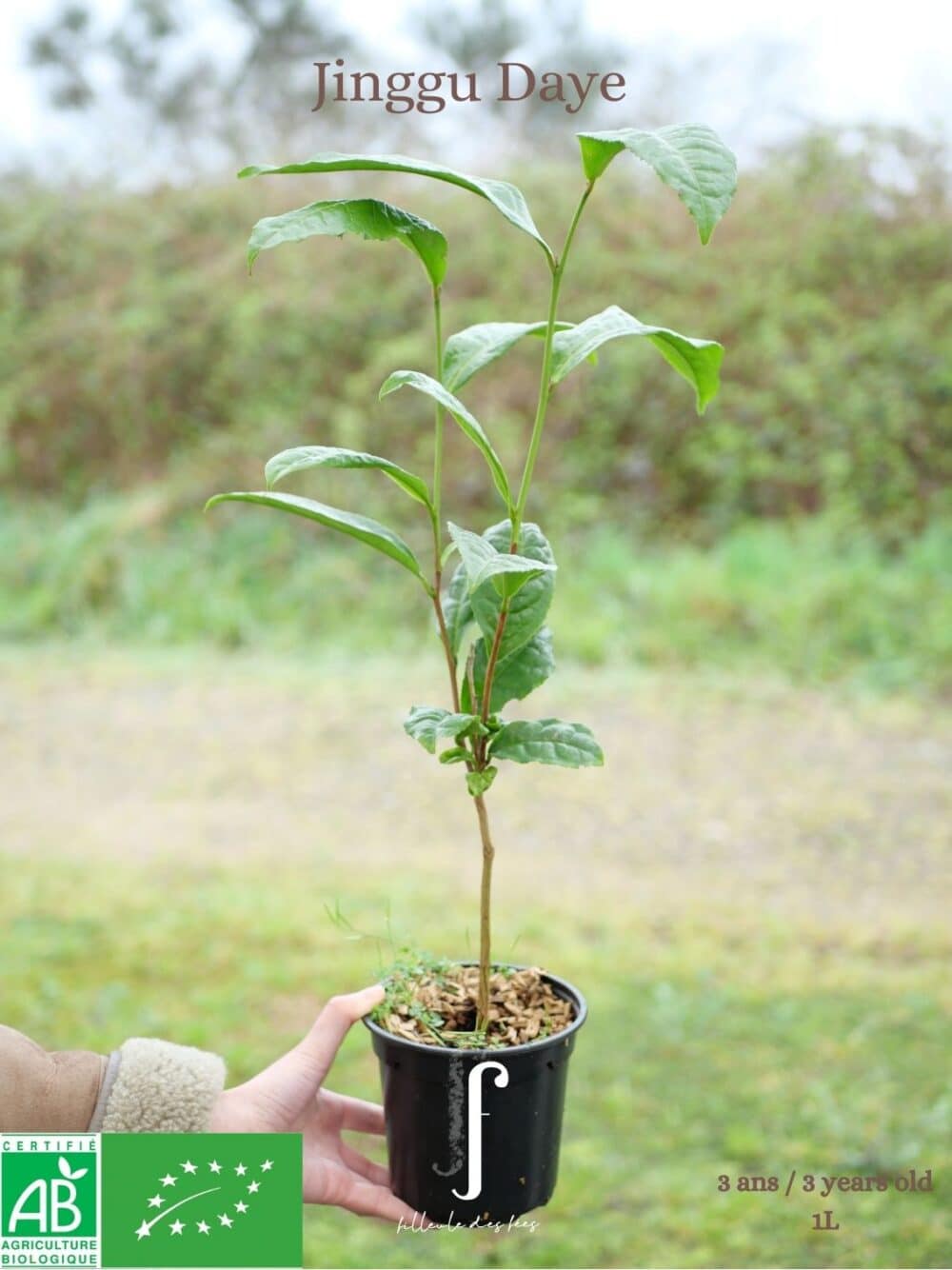 Beginner's Kit - 6 Tea Plants - Image 12