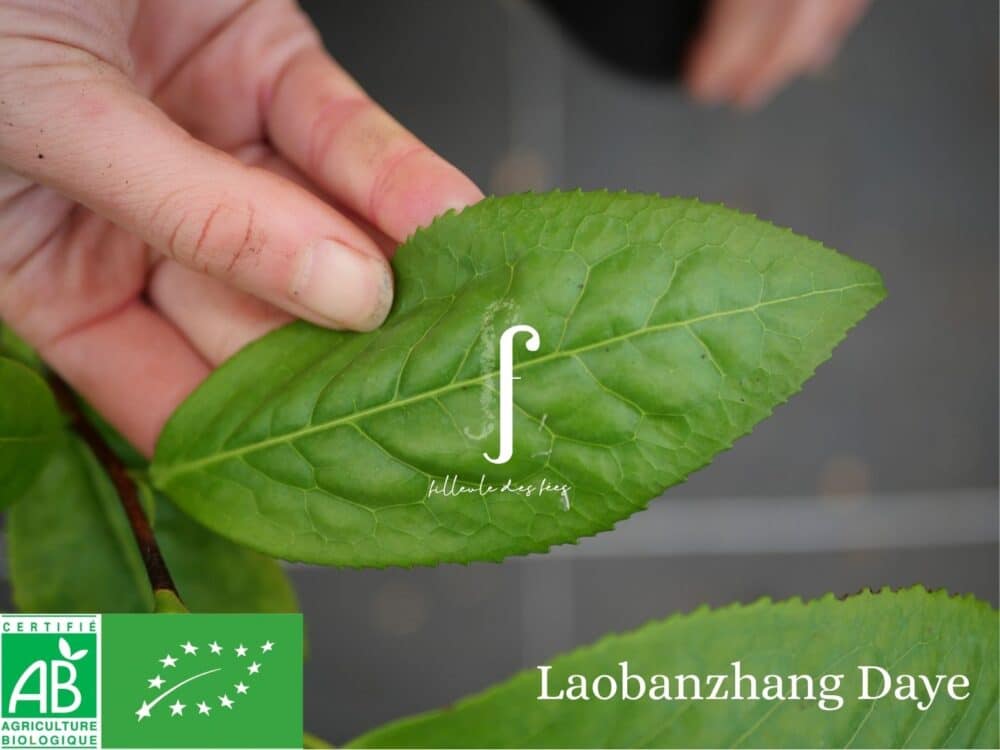 Beginner's Kit - 6 Tea Plants - Image 7