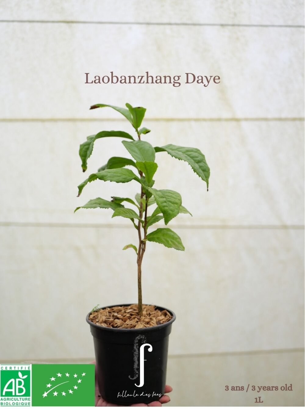 Beginner's Kit - 6 Tea Plants - Image 6