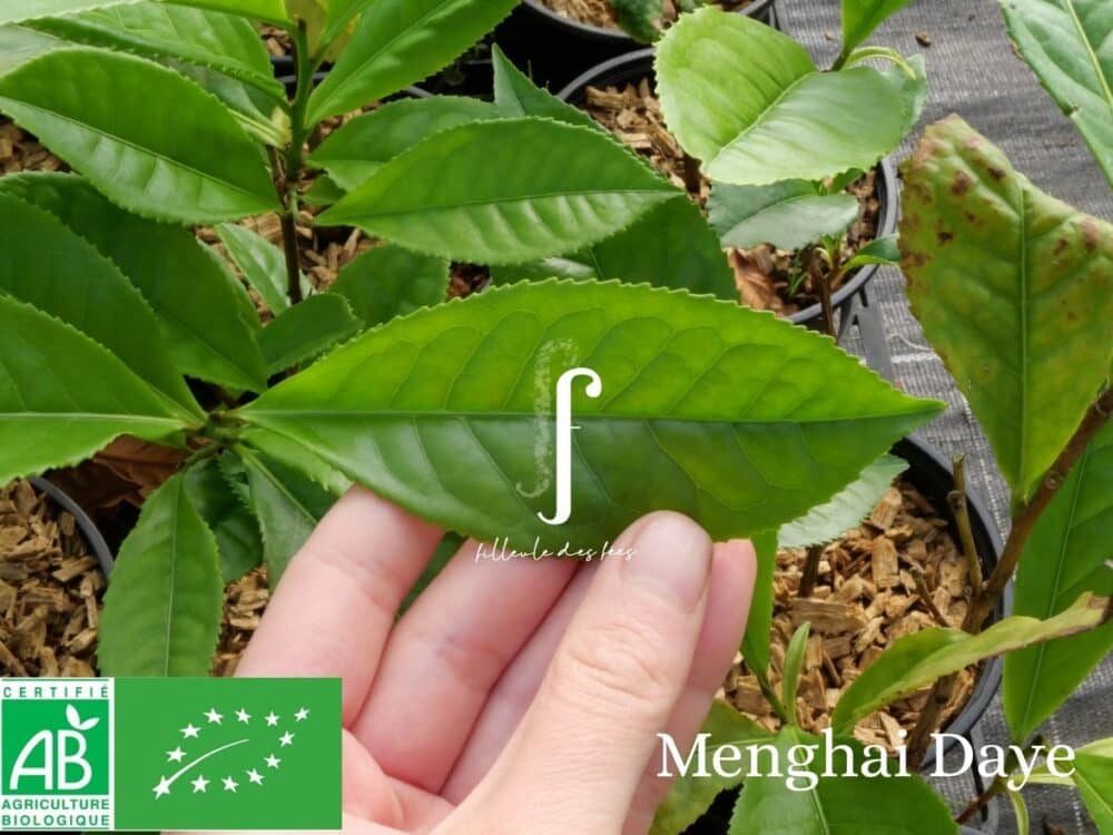 Beginner's Kit - 6 Tea Plants - Image 9