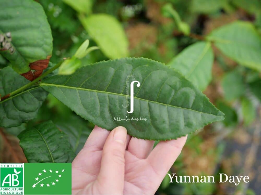 Beginner's Kit - 6 Tea Plants - Image 11
