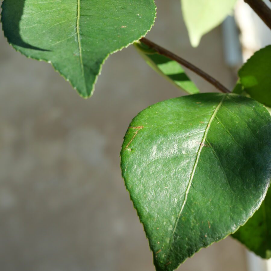 🌿 Feuilles longues, lisses, d’un vert profond ⏳ Entrée en production précoce (floraison et fructification 1 à 2 ans plus tôt que les variétés standard) 🌱 Port harmonieux, légèrement érigé 🌳Rendement élevé (1 à 2 fois supérieur aux cultivars classiques) 💪 Adapté aux zones subtropicales moyennes à méridionales