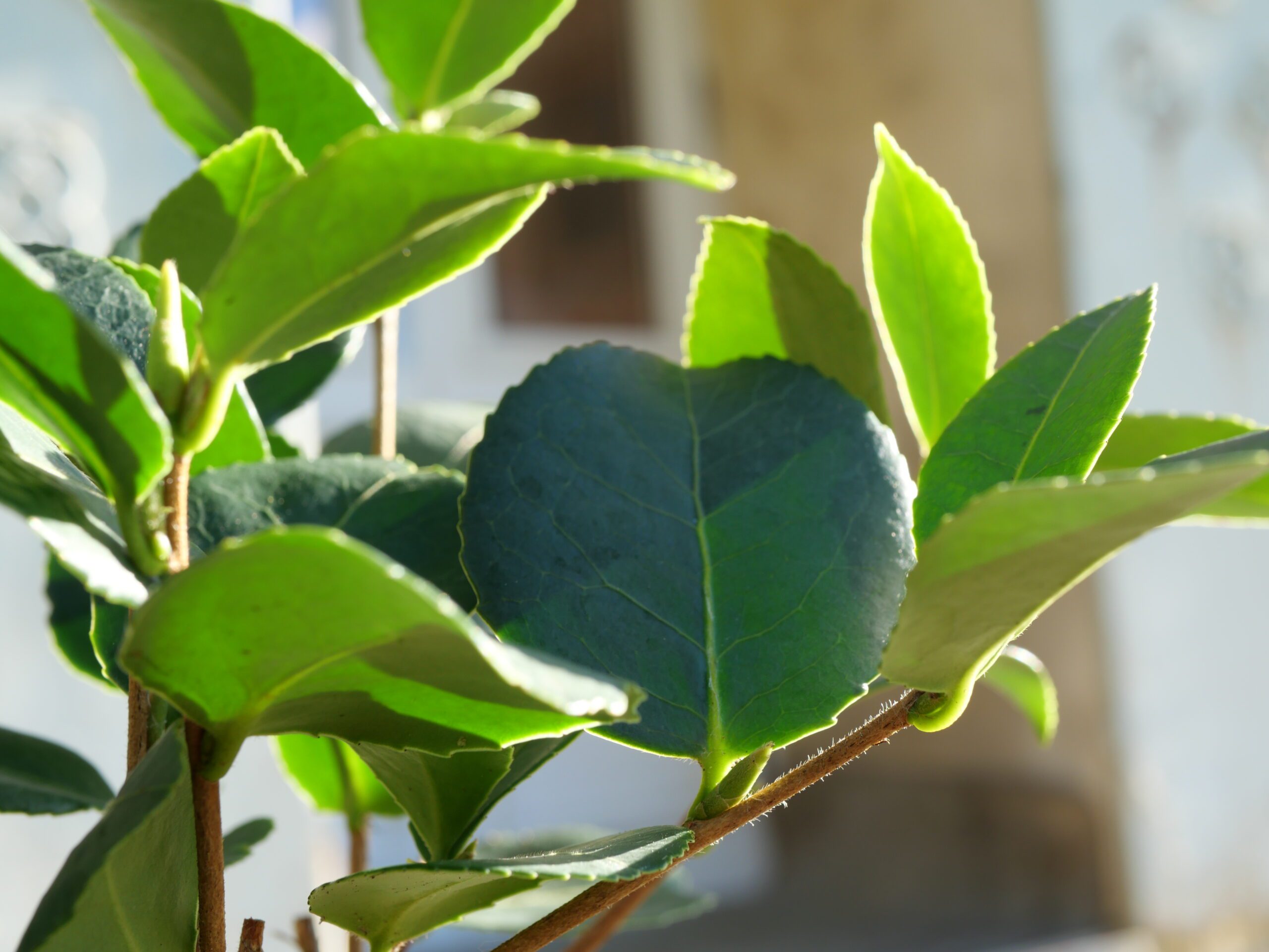 Issu de programmes de sélection récents, ce cultivar est particulièrement recherché pour son rendement élevé en graines et sa teneur intéressante en huile. Il se distingue également par une bonne productivité et une relative régularité de fructification.