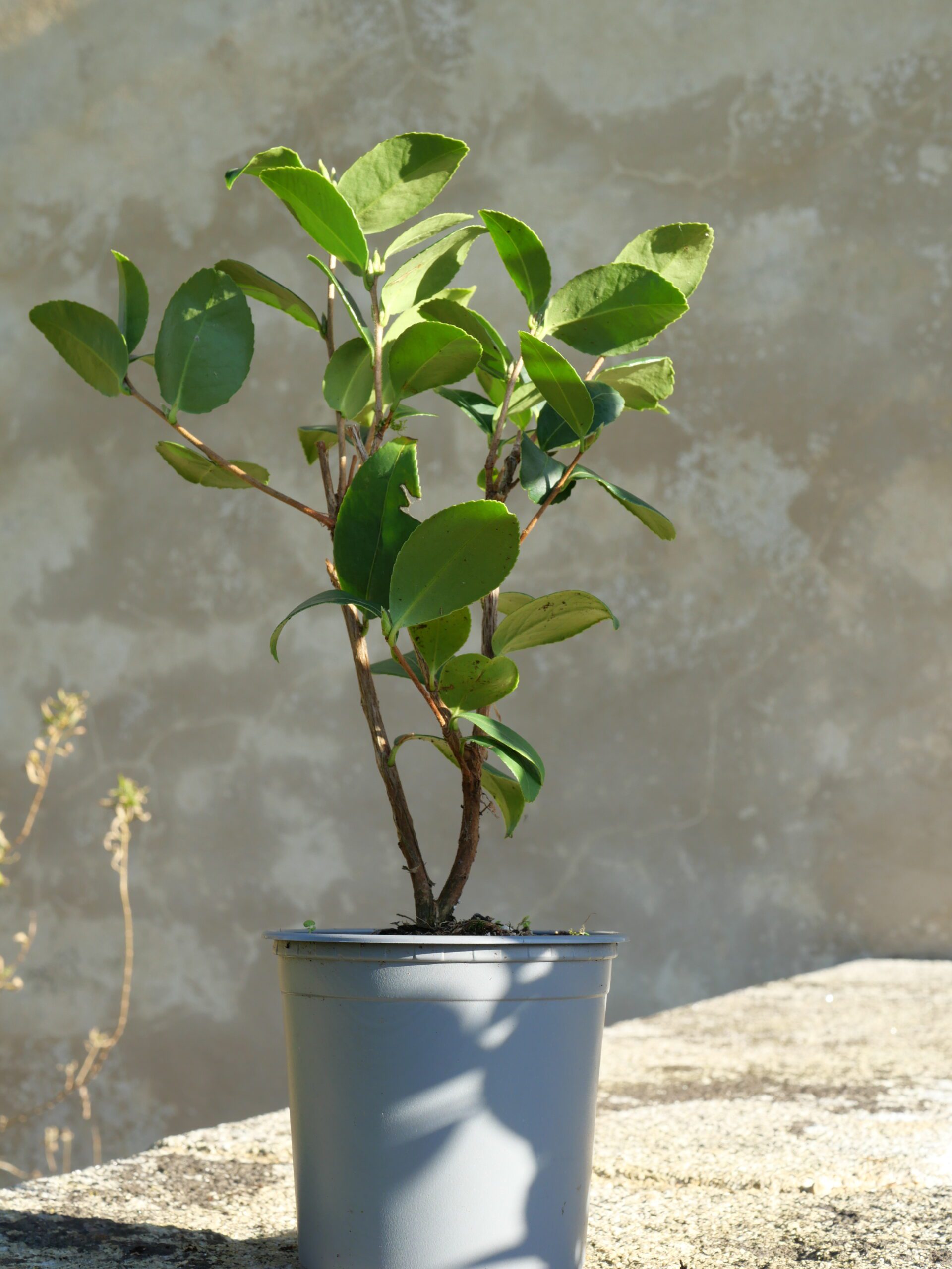 Cultivar reconnu pour sa vigueur et sa bonne adaptation, il présente une croissance régulière et une mise à fruit relativement homogène. Il est apprécié pour sa stabilité de production et sa capacité d’adaptation à différents types de sols acides.