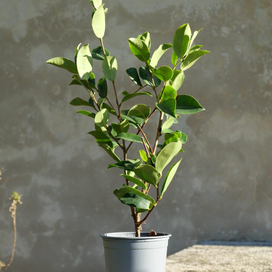 🌿 Feuilles plus compactes, épaisses et résistantes ⏳ Précocité plus tardive 🌱 Port plus ouvert, naturel 🌳 Production progressive, stable dans le temps 💪 Bonne résistance au froid et à la sécheresse